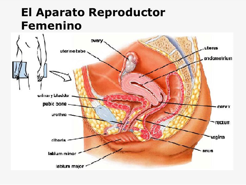 anatomia del aparato genital femenino